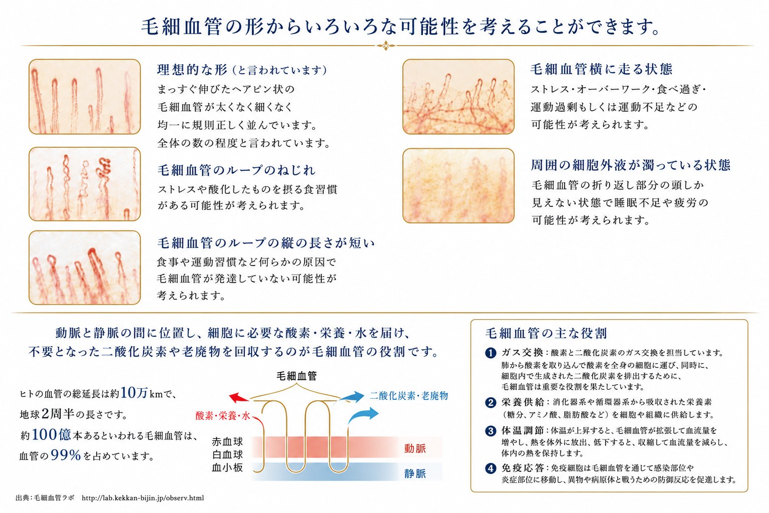毛細血管の役割：酸素・栄養・水の供給と老廃物の排出サポート