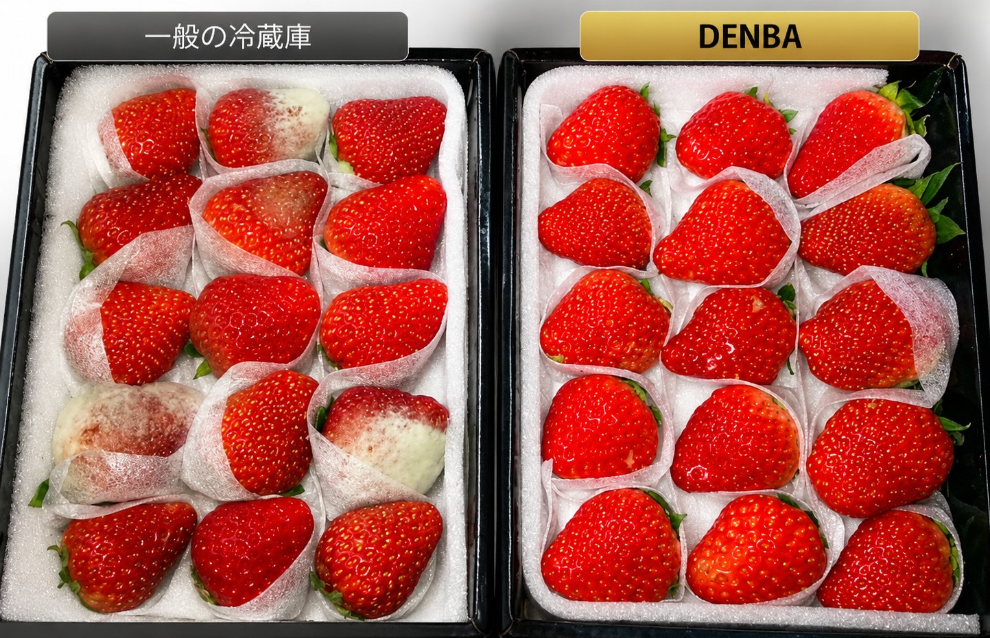 いちごの鮮度比較：一般の冷蔵庫 vs DENBA