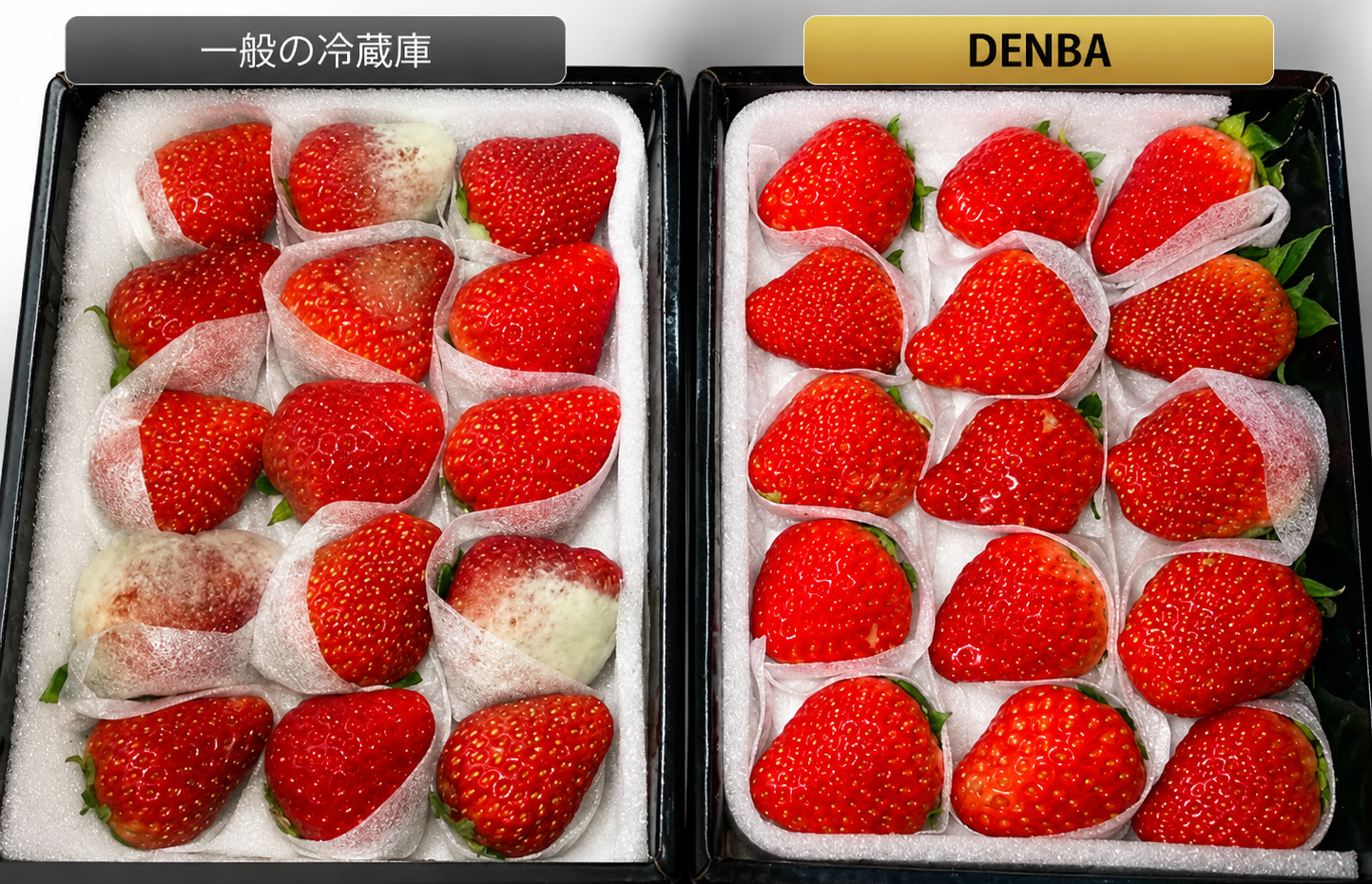 いちごの鮮度比較：一般の冷蔵庫 vs DENBA